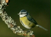 Blue Tit <i>Cyanistes caeruleus</i>